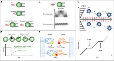 Two-dimensional measurements of receptor-ligand interactions